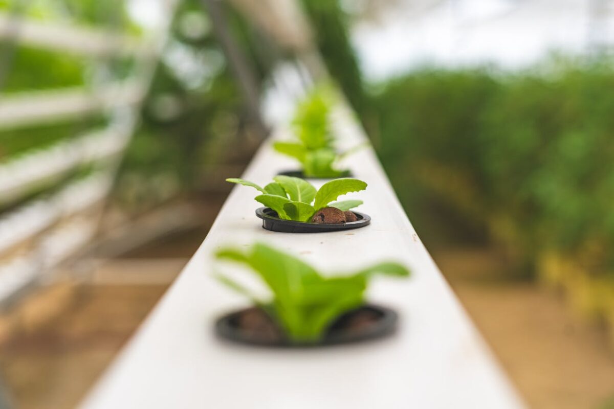 journey Close-up of hydroponic lettuce plants growing in a greenhouse, showcasing modern farming.